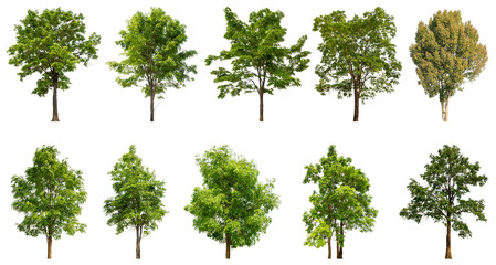 Wall Mural - Collection of green trees isolated on transparent background. for easy selection of designs.