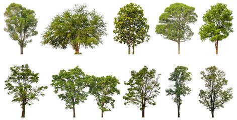 Poster - Collection of green trees isolated on transparent background. for easy selection of designs.