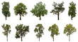 © Sarawut - Collection of green trees isolated on transparent background. for easy selection of designs.