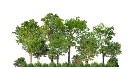 Aufkleber - Green trees isolated on transparent background forest and summer foliage for both print and web with cut path