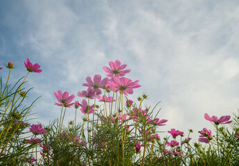 Wall Mural - Cosmos flowers beautiful  in nature garden