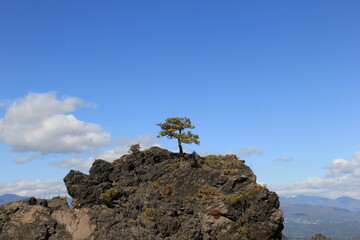 Poster - 荒涼とした岩場の上に、１本のマツの木が生えている風景