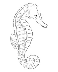 Wall Mural - seahorse sealife sketch style