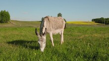 Cute Donkey Is Grazing In A Grass Field During Nice Sunshine Day And Weather.