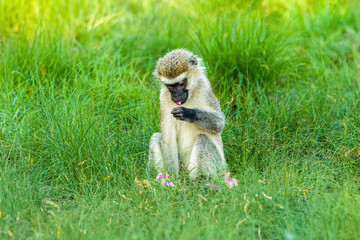 Canvas Print - vervet Monkey,