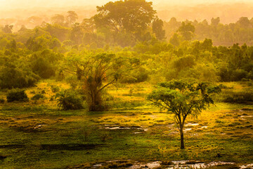 Canvas Print - landscape with trees