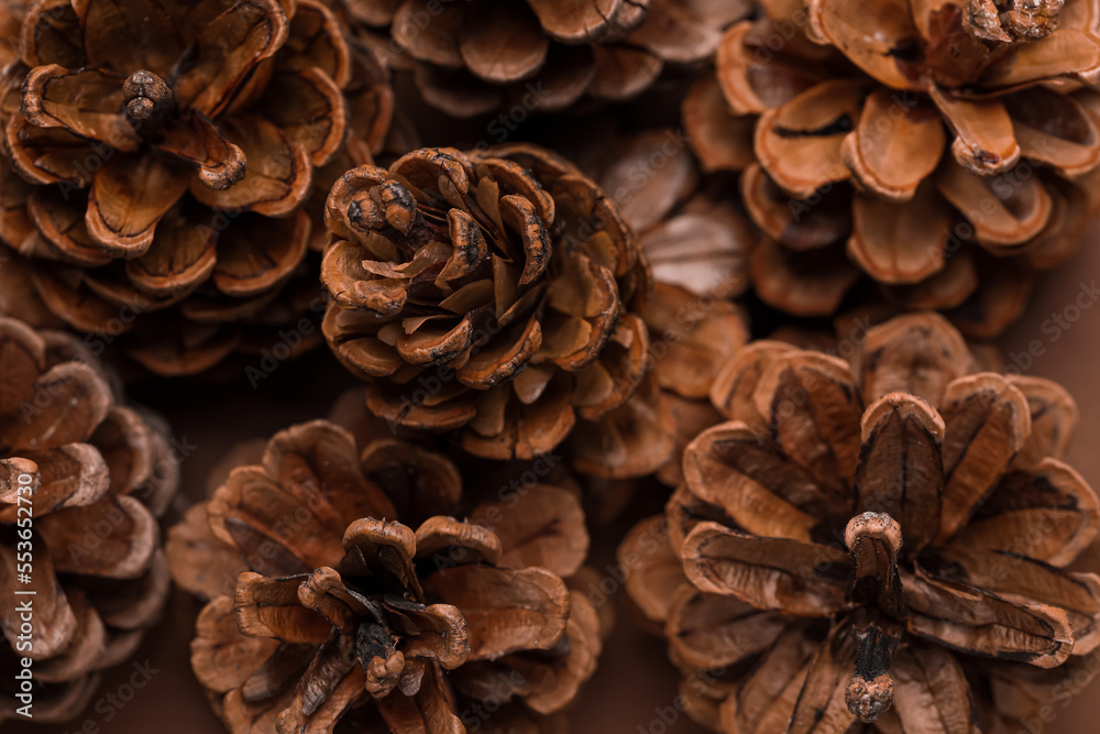 Closeup view of pine cones as background