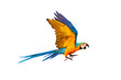 Colorful Blue and gold macaw parrot flying isolated on transparent background.