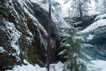 Wall Mural - Winter forest