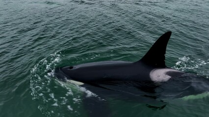 a black killer whale emerges from under the water. aerial photography at a low altitude of 4k. dark 