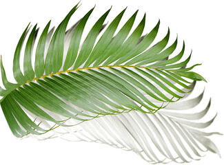 Poster - green leaf of palm tree with shadow on transparent png file