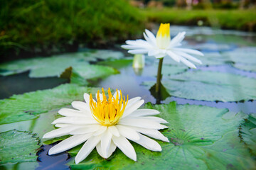 Poster - White lotus flower in the stream