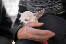 A Chihuahua Dog Is Sleeping On His Owner's Lap