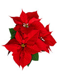 Fototapeta Storczyk - poinsettia flower with red and green leaves, symbol of Christmas, European spurge, star of Bethlehem, European poinsettia, top view, png, Flores de Noche Buena