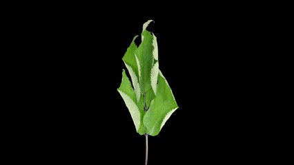 Wall Mural - Time lapse of drying Shrub branch leaves in RGB + ALPHA matte format isolated on black background
