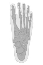 Bones Of The Right Foot, Dorsal (posterior) View