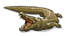 Сrocodile, Alligator Isolated Vector Illustration. Australian Fauna Cartoon Picture.