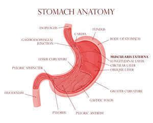 Human stomach inside visualization