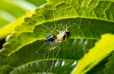 Wall Mural - The spider caught the prey in the web in nature.