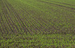 Konzept Landwirtschaft: Weiter Panorama Blick auf ein Feld mit vielen Reihen frisch gesetzter grüner Pflanzen, Luftaufnahme