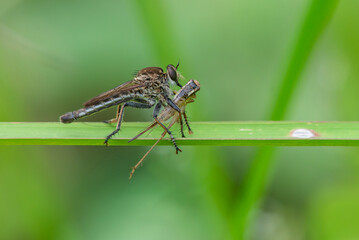 Wall Mural - A brown robber fly from the family asilidae eats a grasshopper on green grass with bokeh background 
