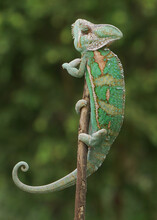 Chameleon On A Branch