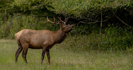 Poster - Bull Elk Sniffs The Air For Pheramones