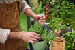 © Johnér - Mid section of man planting herb in garden