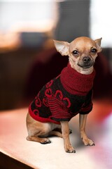 Wall Mural - Young cute dog posing on background