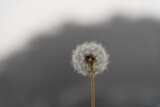 Fototapeta Dmuchawce - Single white dandelion on gray background