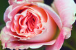 Pastel pink rose flower head close up macro photography (Retouched and color manipulated image)