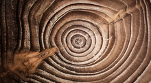 Wood Larch Texture Of Cut Tree Trunk, Close-up. Stump Wood. Macro Shot.