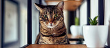 Fototapeta Koty - Close-up portrait of green-eyed domestic tabby cat
