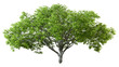 Green perennial big tree shape sunlight shade cut out isolated backgrounds 3d rendering png file