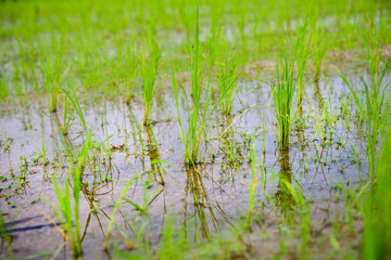 Wall Mural - Rice sprouts in the paddy field