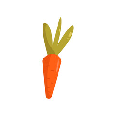 Wall Mural - Carrot vector illustration. Carrot isolated on white background. Gardening, farming concept