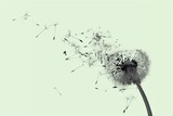 Fototapeta Dmuchawce - Fluffy dandelion flower and flying seeds