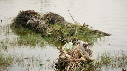 Poster - Tree stem and grasses in shallow river