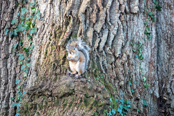 Canvas Print - grey squirrel standing on the trunk of a tree holding a nut in its paws