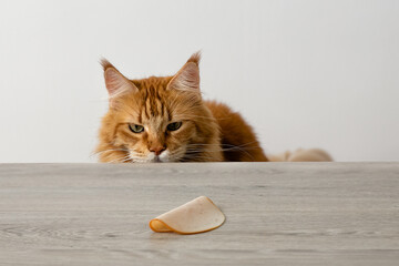 cat and food. A piece of ham for the cat. Red cat and food. Mainecoon. The cat looks at the food. The cat wants to steal food from the table.