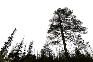 spooky forest with silhouettes of trees