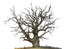 Ancient Mighty Bare Oak Tree