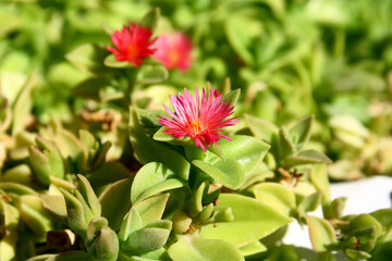 Wall Mural - Flowers of the succulent plant Delosperma, island of Rhodes, Greece. 