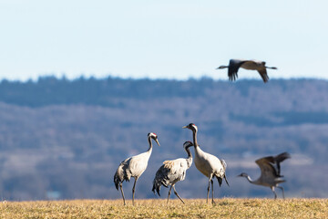 Canvas Print - Flock of cranes walking on the field