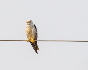 a black shouldered kite looking into the camera