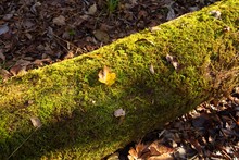 Dappled  Illumination Autumn Leaves  On Fern Moss Covered Fallen Log
