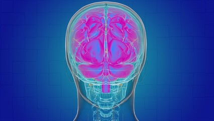 Wall Mural - Human brain anatomy for medical concept 3D