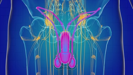 Wall Mural - Male reproductive system anatomy for medical concept 3D rendering