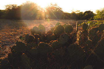 Canvas Print - Scenic Texas landscape with natural prickly pear cactus closeup in beautiful sunset.