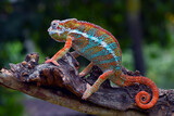 Fototapeta Zwierzęta - The panther chameleon (Furcifer pardalis) on a tree branch